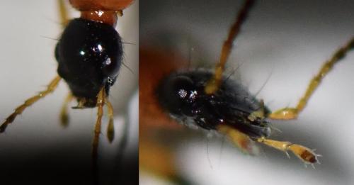 Réf. 268 513 : Paederus littoralis